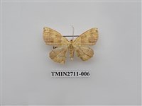 藏品(尺蛾262)的圖片